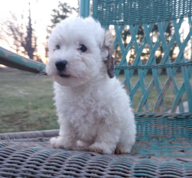 Poodle Puppies, Rare Colours in Dogs & Puppies for Rehoming in Barrie - Image 4