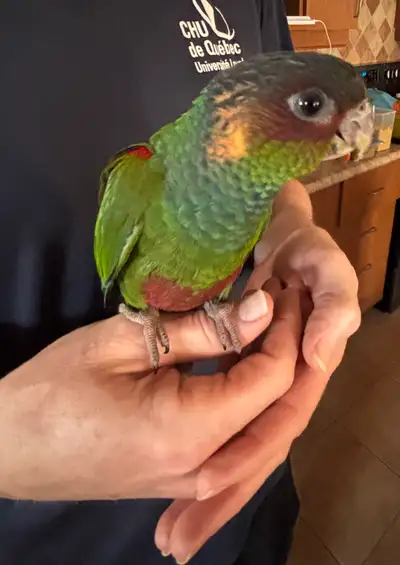 conure gorge Bleu (Rare) Femelle, View more