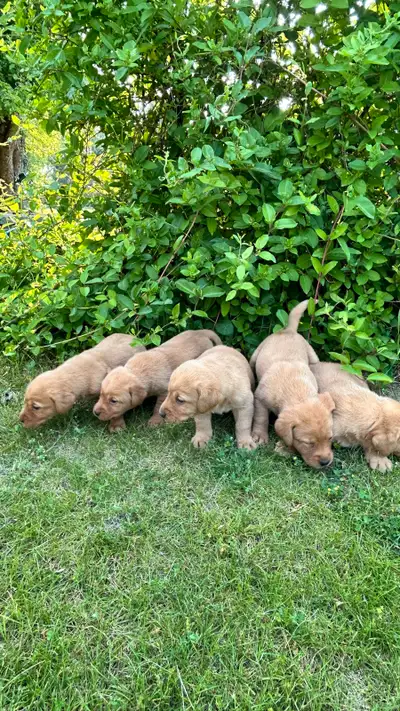 Purebred yellow lab pups with a red tinge. Born May 5. Ready to go June 23 at seven weeks. Red tinge...