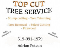 Tree Cutting Tree Trimming Tree Removal Stump Grinding WINDSOR