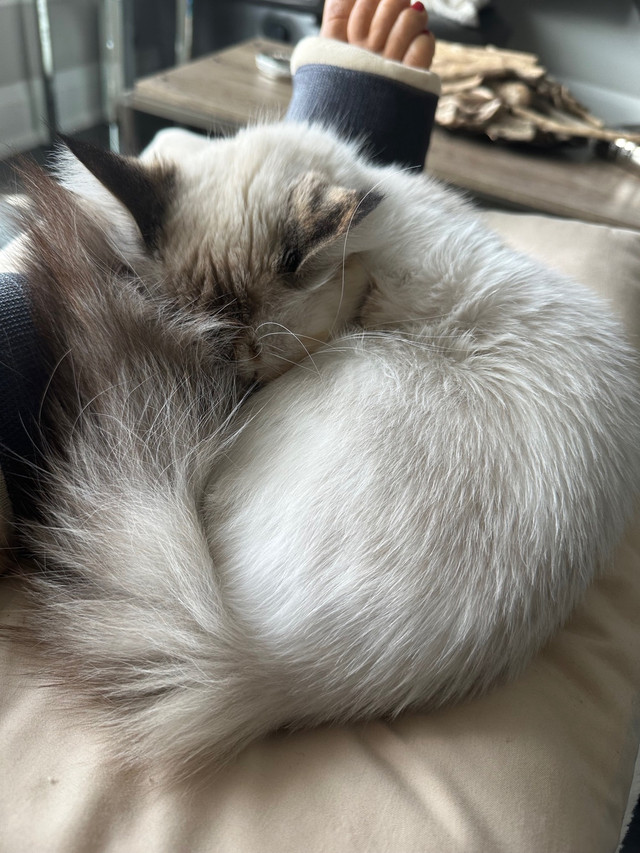 Female Ragdoll kitten  in Cats & Kittens for Rehoming in Chatham-Kent - Image 2