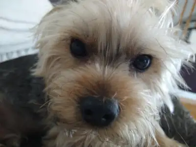 Female dog sitter, View more