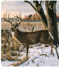 Wanted - Deer Hunting Spot Quebec