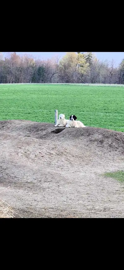 2 great Pyrenees females , View more