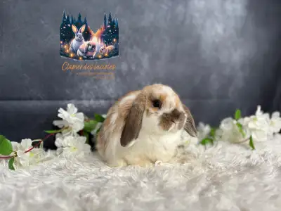 Neutered young holland lops, View more