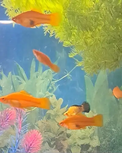 Poisson swordtail orange, View more