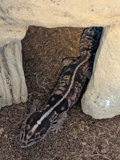 African fat tail geckos and supplies, View more