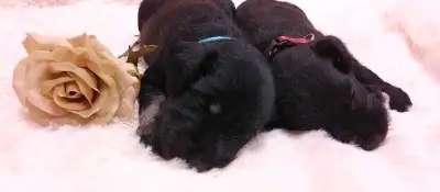 Miniature Schnauzer Puppies For Sale, View more