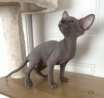 Mother: Blue Sphynx. Registered CCA. Titles: Grand Champion. Second Best of Breed (all Canada) , yea...