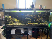 250 gal fish tank