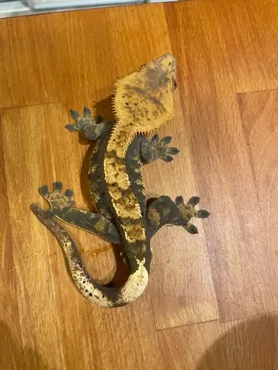 Male Halloween Flame Crested Gecko, View more