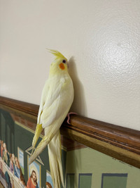 4 months old cocktail bird , $150