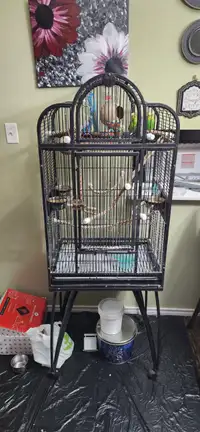4 Budgies and 2 Cages (Huge one and Small one)