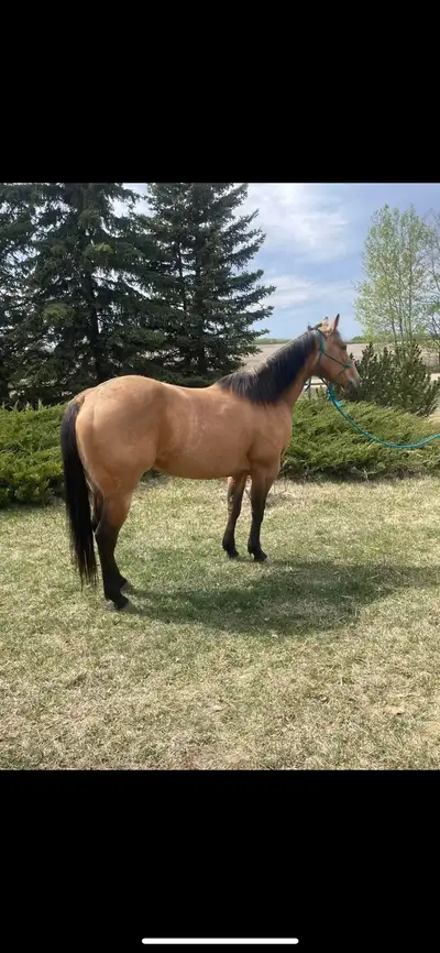 2019 buckskin Mare Babysgotthehotsell (Joe crime x best hot flash) Blanche is a beautiful, athletic...