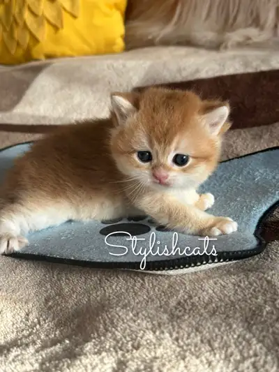 Most Affectionate and beautiful rare golden chinchilla kittens! Tica registered fully vaccinated BLH...