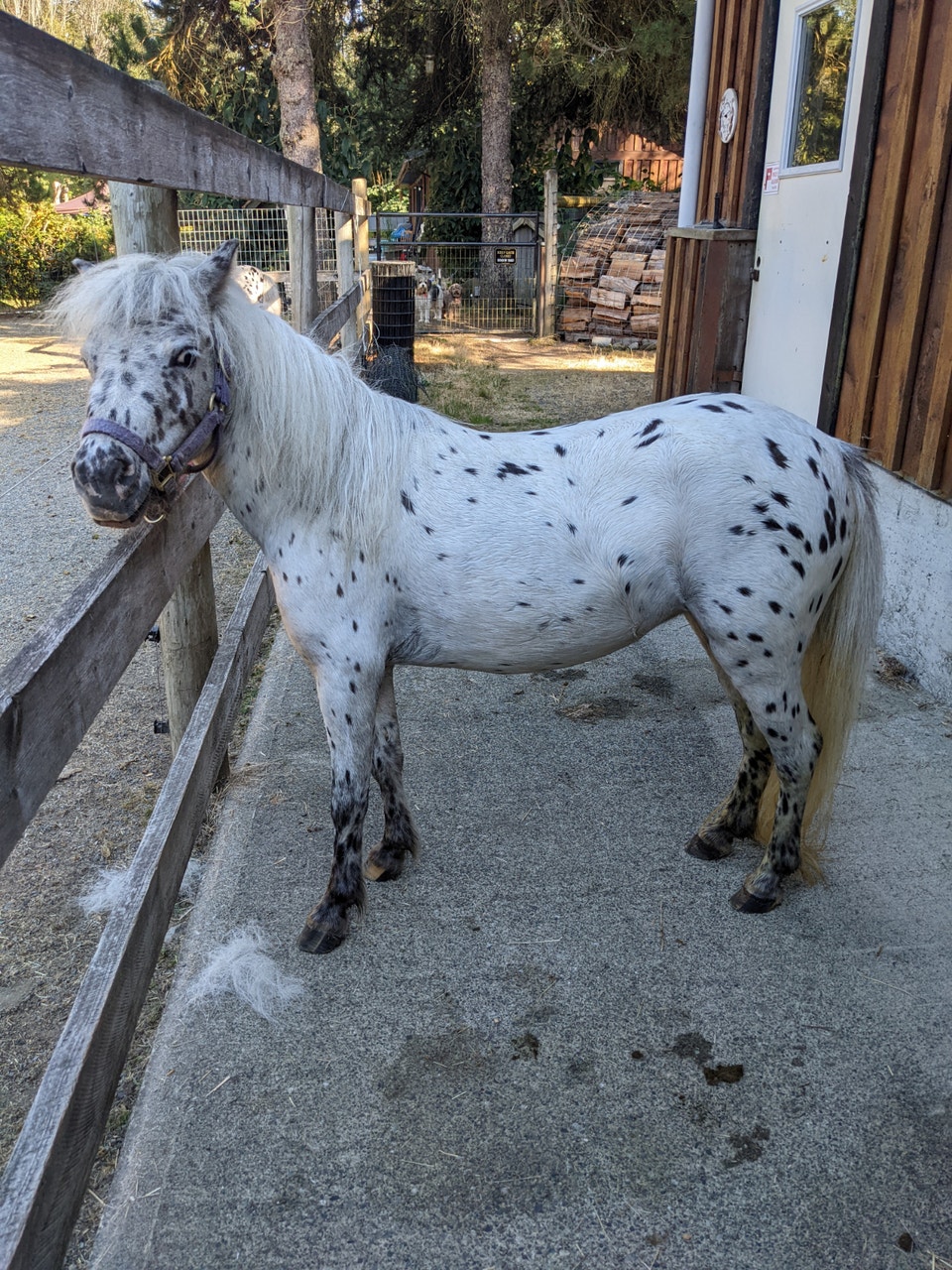 Appaloosa Miniature Pony | Horses & Ponies for Rehoming | Cowichan ...