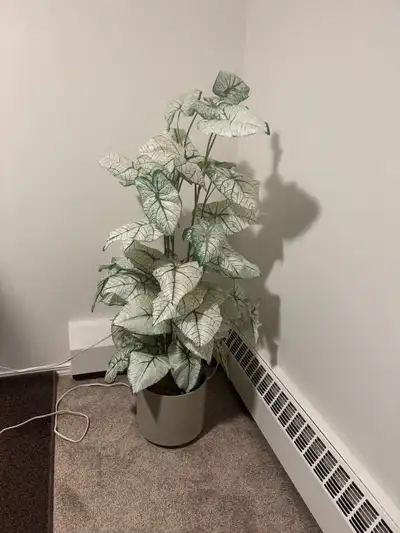 Caladium Plant, View more