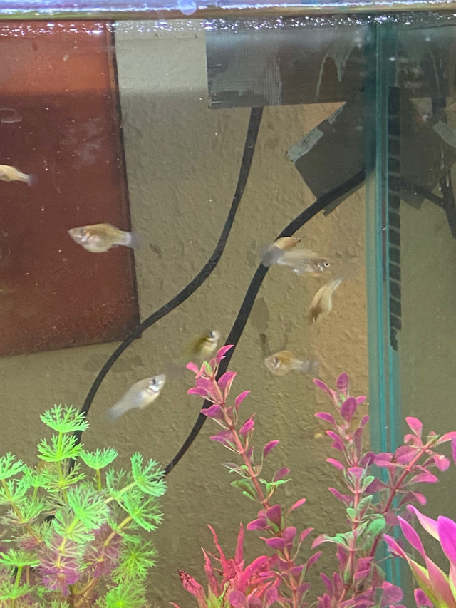Pot belly Mollies…… juveniles  all free Mabe 20 youngsters… in Fish for Rehoming in Calgary
