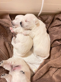 Adorable West Highland White Terrier (Westie) puppies for sale!