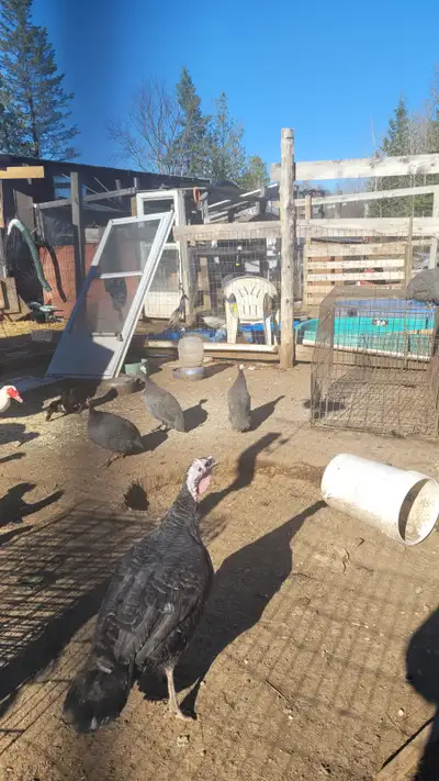 5 guinea fowl, View more