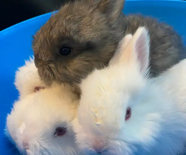 BEW English Angora Rabbits in Small Animals for Rehoming in Ottawa - Image 2