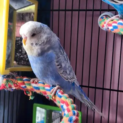 Purple English budgie , View more