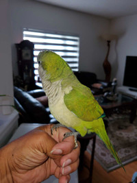 Hand raised friendly GREEN QUAKER parrot babies
