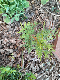 Cedar seedlings