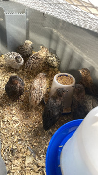 Coturnix Quail chicks