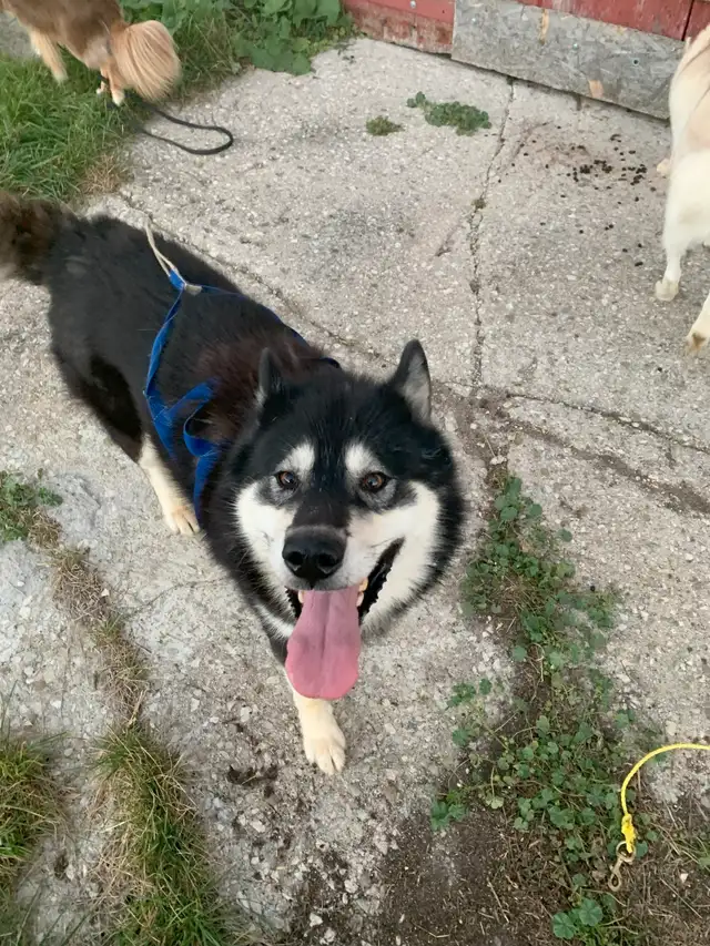 Inuit Dog/Malamute Mix - Friendly, Well behaved in Dogs & Puppies for Rehoming in Owen Sound - Image 4
