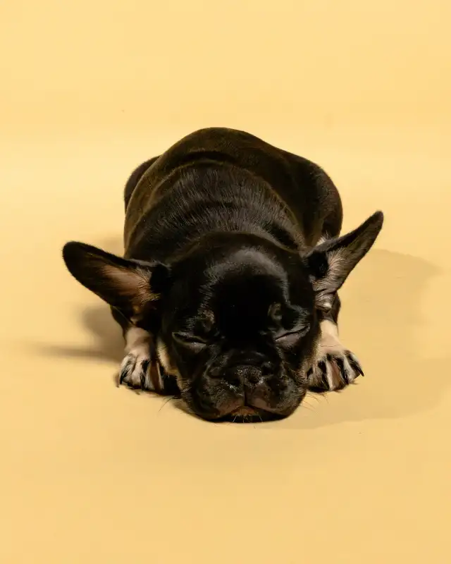 French Bulldog Puppies | Ready Soon | Pre-Booking Open in Dogs & Puppies for Rehoming in City of Toronto - Image 3