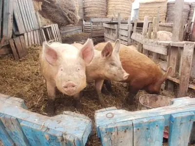 for sale 5 butcher hogs yorkshire/Duroc, View more