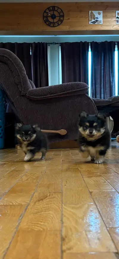 Pomeranian Chiuhuahua Puppies, View more