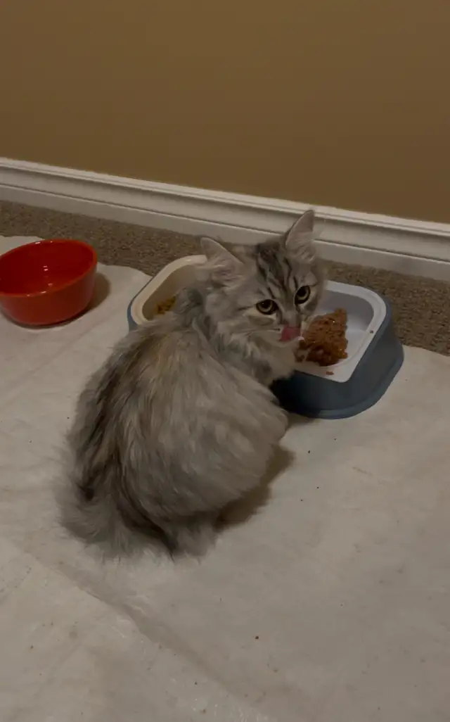 Adorable 1 year old Siberian Cat