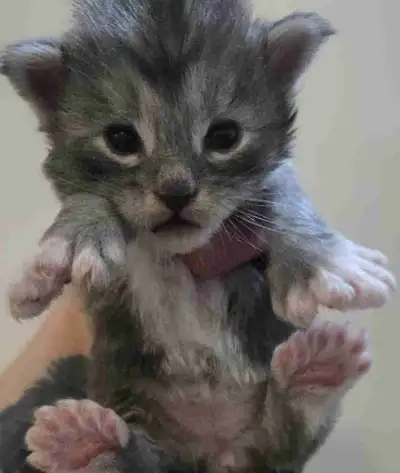 Baile an Iar mainecoons is a small, home- based, TICA registered, mainecoon cattery located in north...