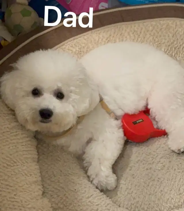 Adorable pur bichon frise puppies look for new home in Dogs & Puppies for Rehoming in Winnipeg - Image 7