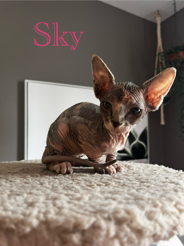 Sphynx calico/tabby dans Chats et chatons à adopter  à Ouest de l’Île - Image 2