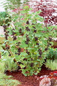 Blackcurrant Plants