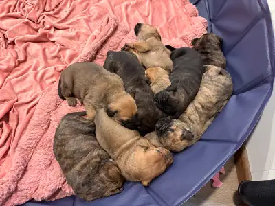 puppies for sale, View more