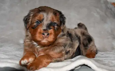 Country Canine has 3 puppies available for May 31st. The puppies come from healthy, loving family do...