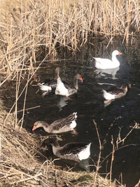 Geese for sale