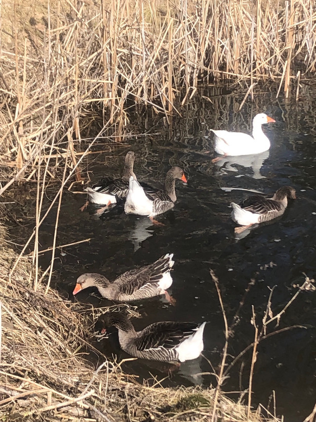 Geese for sale in Other in Renfrew