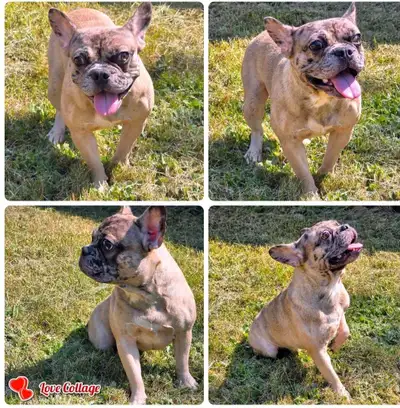 BOULEDOGUE FRANCAIS MALES 3 FERTILE / 2 MALES FRENCHTONS, View more