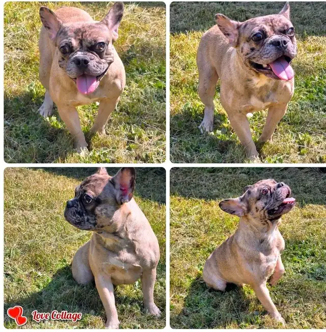 BOULEDOGUE FRANCAIS MALES 4  FERTILE DE QUALITER in Dogs & Puppies for Rehoming in City of Montréal - Image 5