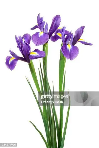 MATURE PURPLE BEARDED IRIS     GARDENS  AVAILABLE, View more