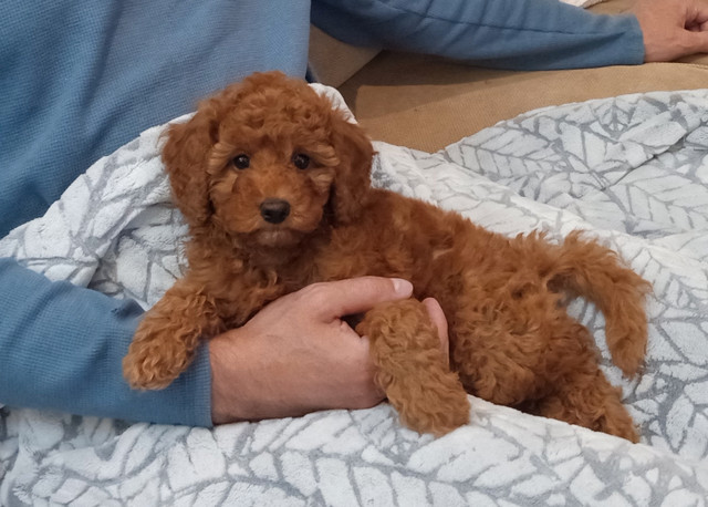 Super cute red toy poodle puppies in Dogs & Puppies for Rehoming in City of Toronto - Image 4