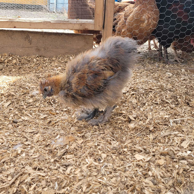 Silkie Roosters in Livestock in Quesnel - Image 4