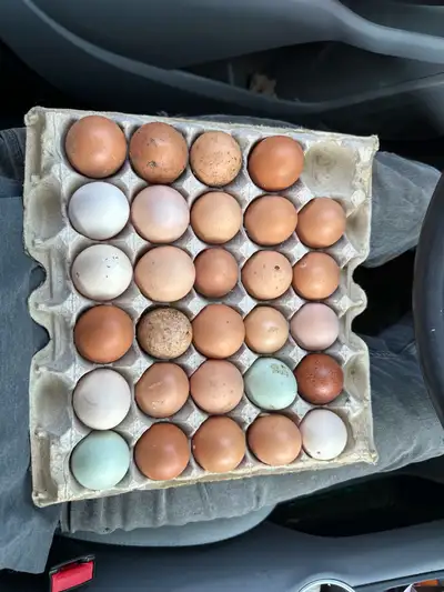 mix breed hatching eggs dozen, View more
