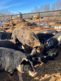 Bred gilts