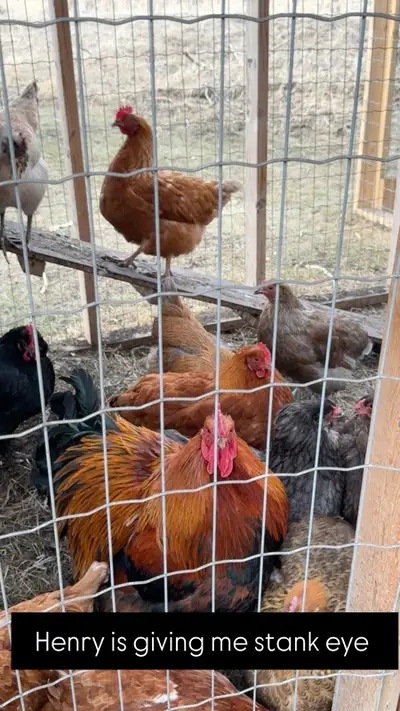 stunning rooster needing a home , View more